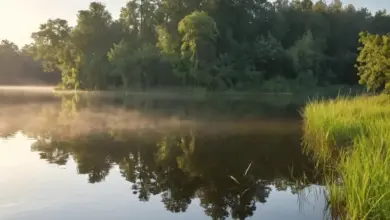 Photo of Фидерная ловля в стоячей воде