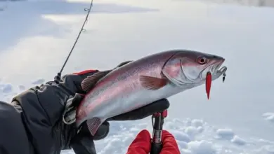Photo of Как ловить на мормышку с мотылём зимой