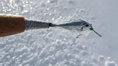 Photo of Как ловить на мормышку с коронкой