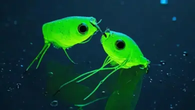 Photo of Как ловить на мормышку с фосфором