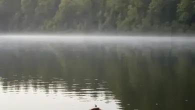 Photo of Спиннинг на щуку в отвес с лодки
