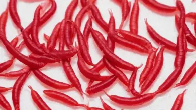 Photo of Мотыль: как сохранить живым