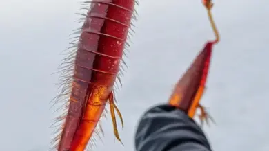 Photo of Как насаживать мотыля на мормышку