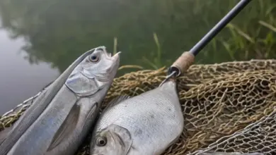 Photo of Фидер на синца с кормушкой-сеткой