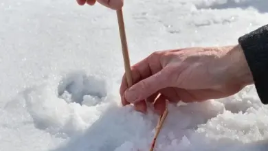 Photo of Как сделать жерлицу из подручных средств